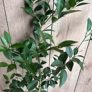 Key Lime Tree in half Gallon Pot, Grafted,  Florida Shipping Only