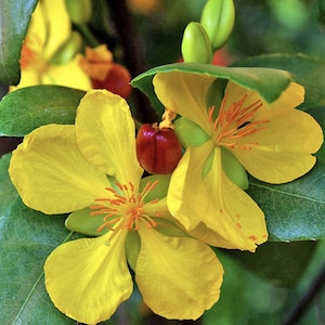 Ochna serrulata, mickey mouse plant in 4&quot; Pot