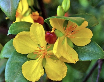 Ochna serrulata, mickey mouse plant in 4" Pot