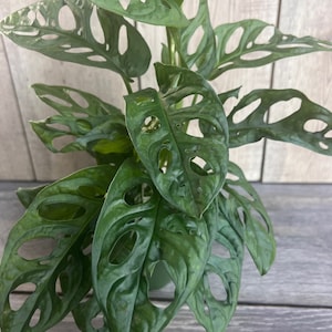 May include: A potted Swiss cheese plant with large, green leaves that have many holes. The plant is in a green pot and is sitting on a wooden surface.
