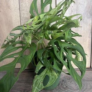 Puede incluir: Una planta en maceta de Monstera Adansonii, tambi&eacute;n conocida como planta de queso suizo, con hojas verdes vibrantes. Las hojas tienen agujeros ovalados distintivos. La planta est&aacute; en una maceta de pl&aacute;stico verde, sobre un fondo de madera.