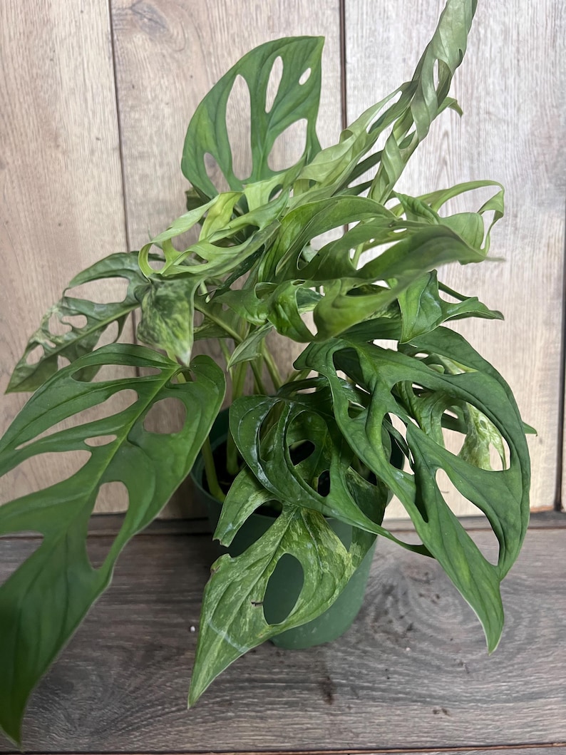 Puede incluir: Una planta en maceta de Monstera Adansonii, tambi&eacute;n conocida como planta de queso suizo, con hojas verdes vibrantes. Las hojas tienen agujeros ovalados distintivos. La planta est&aacute; en una maceta de pl&aacute;stico verde, sobre un fondo de madera.