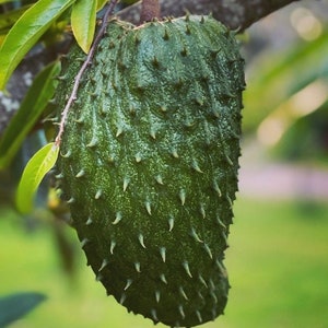 Soursop Tree, guanabana in Half gallon pot , Sirsak, Anona Muricata image 1