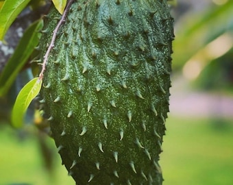 Soursop Tree, guanabana in Half gallon pot , Sirsak, Anona Muricata