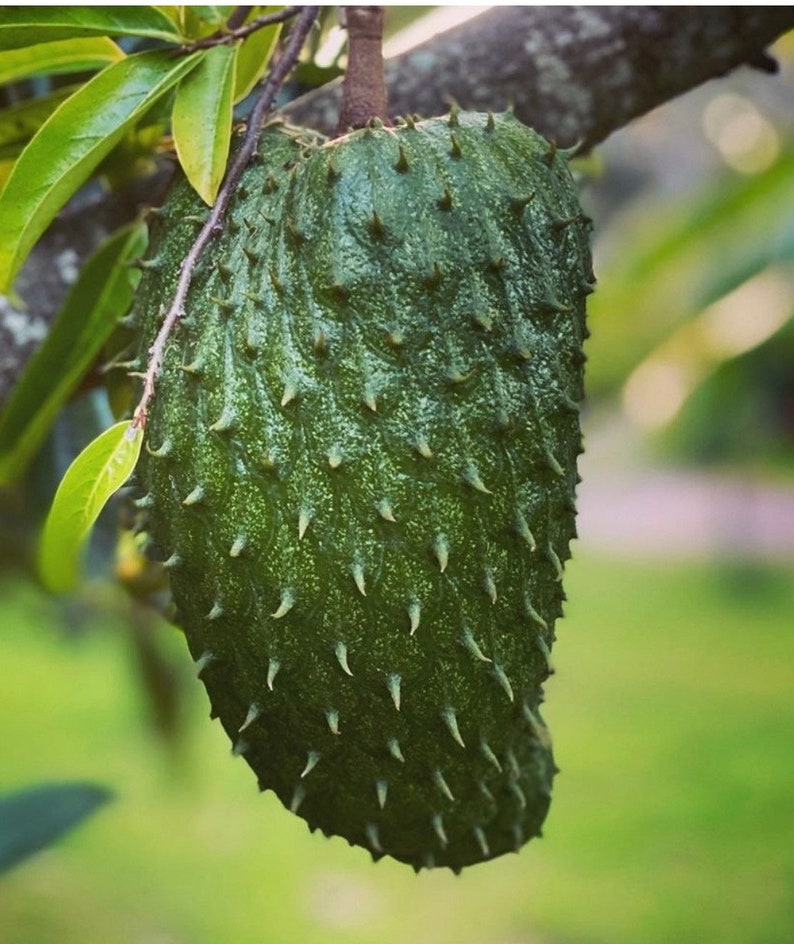 Soursop Tree, guanabana in Half gallon pot , Sirsak, Anona Muricata image 1