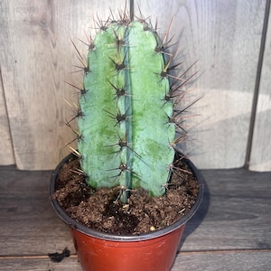 May include: A tall, green cactus with sharp, brown spines, planted in a small, red plastic pot. The cactus has a vertical, ribbed structure and is set against a wooden background.