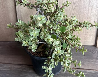 Portulacaria afra Variegata in 6" pot, Variegated Elephant Bush, variegated jade plant