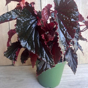Goth House Plant - Etsy
