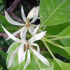White champaca, Grafted in 3 gallons pot, Ngọc Lan Trắng, Michelia alba