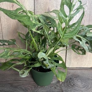 Puede incluir: Una planta de Monstera Adansonii en maceta, con hojas verdes vibrantes y fenestraciones &uacute;nicas. Las hojas tienen un patr&oacute;n abigarrado con secciones de color verde claro y crema. La planta est&aacute; en una maceta verde oscuro, sobre un fondo de madera.