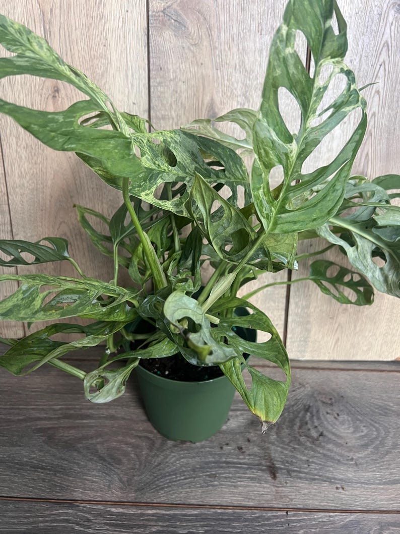 Puede incluir: Una planta de Monstera Adansonii en maceta, con hojas verdes vibrantes y fenestraciones &uacute;nicas. Las hojas tienen un patr&oacute;n abigarrado con secciones de color verde claro y crema. La planta est&aacute; en una maceta verde oscuro, sobre un fondo de madera.