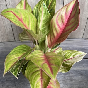 Aglaonema &#39;Golden Fluorite&#39; in 6&quot;