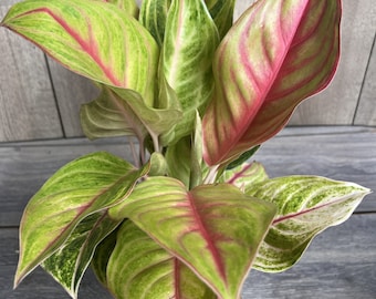 Aglaonema &#39;Golden Fluorite&#39; in 6&quot;