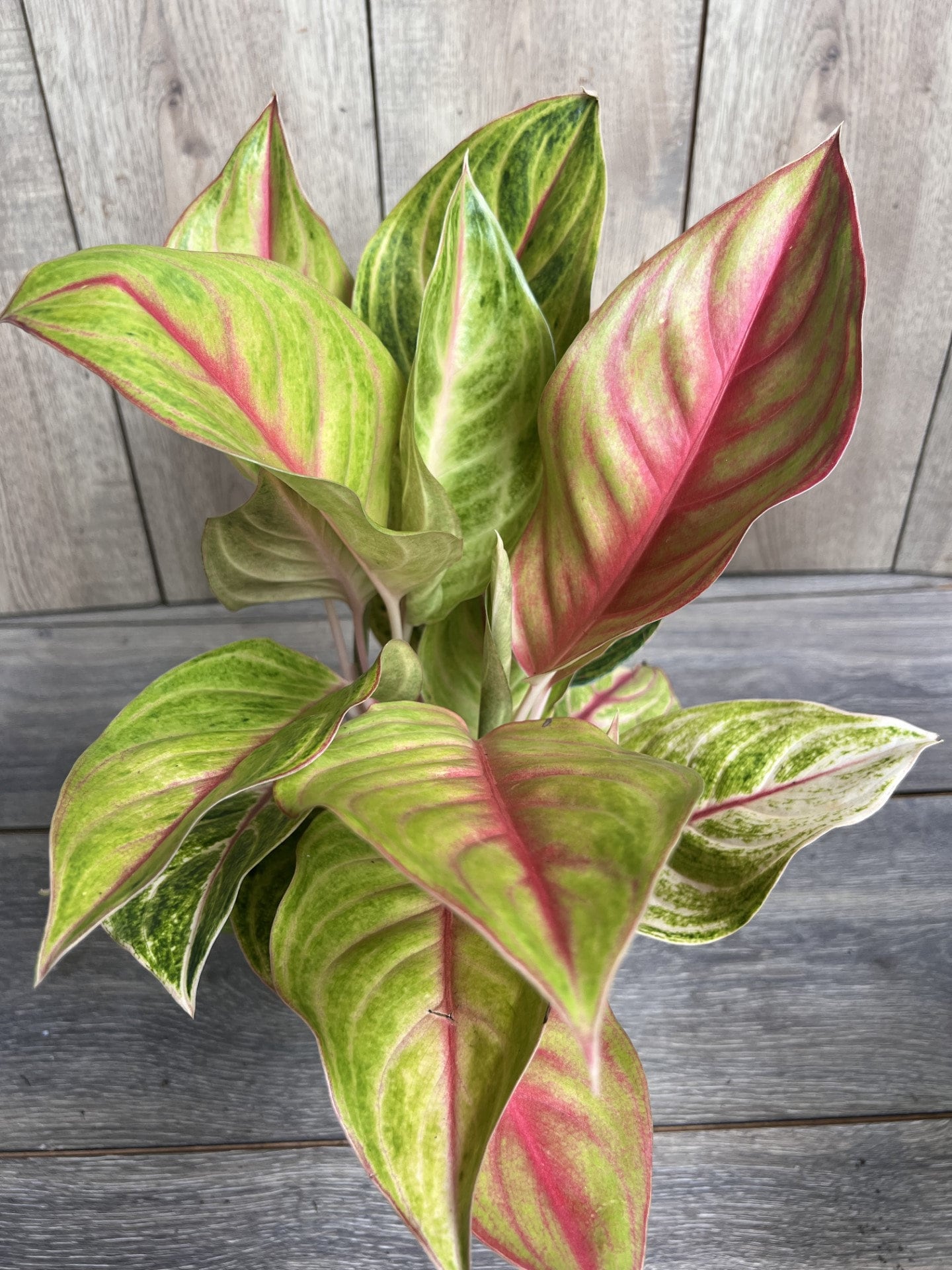 dracaena pleomele reflexa Dracaena Reflexa  Chicago Plants