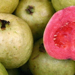 Guava Plant in 6" Pot, Jambu Batu, Psidium guajava, Pink Guava tree