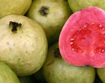 Guava Plant in 6" Pot, Jambu Batu, Psidium guajava, Pink Guava tree