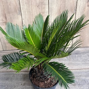 King Sago Palm 6&quot; inch pot