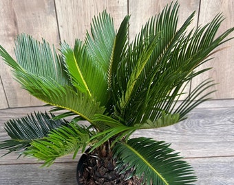 King Sago Palm 6" inch pot