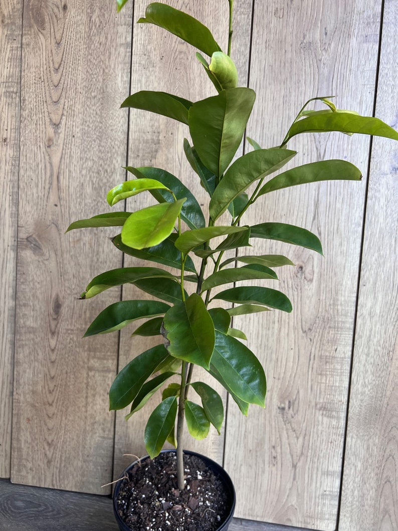 Soursop Tree, guanabana in Half gallon pot , Sirsak, Anona Muricata image 3