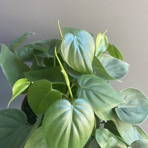 May include: A close-up of a houseplant with large, heart-shaped, green leaves. The leaves have a silvery sheen and are arranged in a lush, cascading pattern.