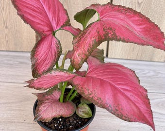 Syngonium Orm Nak Red in 4" Pot