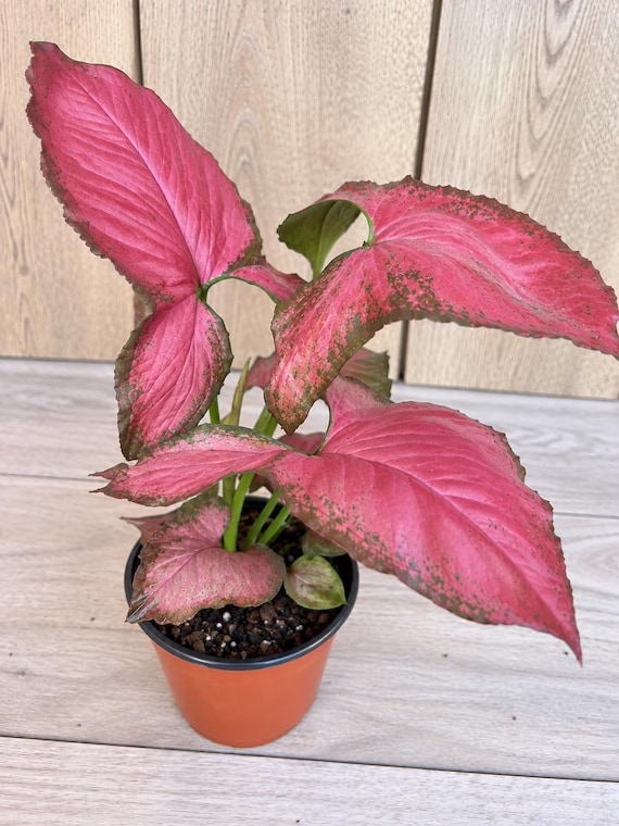 Syngonium Orm Nak Red in 4" Pot