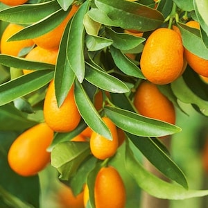 Nagami Kumquat tree in Half Gallon Florida Shipping Only