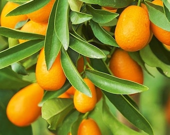 May include: A branch of a kumquat tree with many ripe orange kumquats hanging from the branches. The kumquats are oval-shaped and have a smooth, shiny skin.