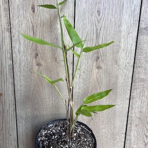Black Asper Bamboo in 6" Pot, Bambu Hitam - Etsy
