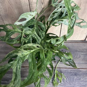 Puede incluir: Primer plano de una planta de Monstera Adansonii con hojas abigarradas en verde y blanco. Las hojas tienen agujeros naturales &uacute;nicos, creando una textura interesante. La planta se encuentra sobre un fondo de madera, resaltando su belleza natural.