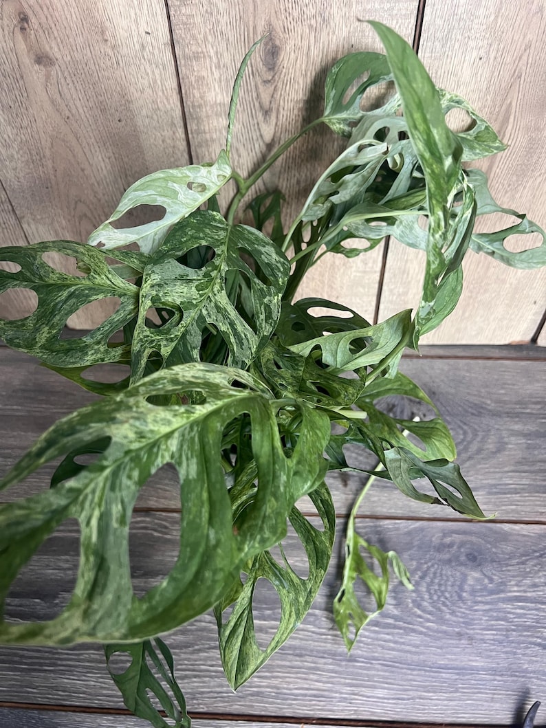 Puede incluir: Primer plano de una planta de Monstera Adansonii con hojas abigarradas en verde y blanco. Las hojas tienen agujeros naturales &uacute;nicos, creando una textura interesante. La planta se encuentra sobre un fondo de madera, resaltando su belleza natural.