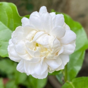 May include: A single white jasmine flower with multiple petals, blooming against a backdrop of green leaves.