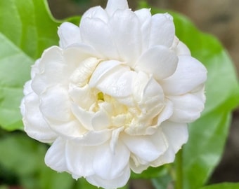 Jasmine Grand Duke in 6&quot; Pot Pot, Fragrance, Flowers and Brilliant Green Leaves