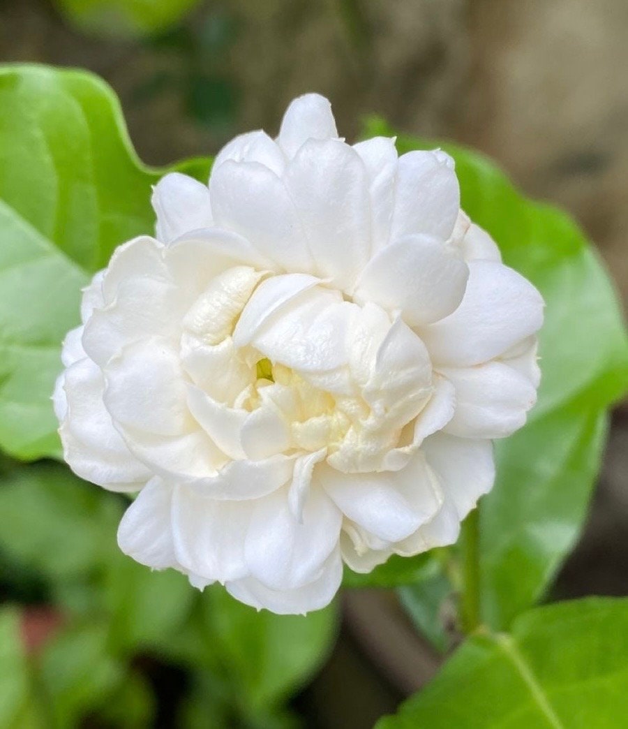 Jasmine Grand Duke in 6" Pot Pot, Fragrance, Flowers and Brilliant Green Leaves