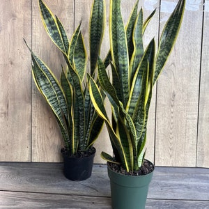 Sansevieria Trifasciata Laurentii - Large Snake Plant - Houseplant, 100-110