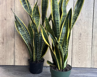 Large Sansevieria Trifasciata, Snake Plant Laurentii, 6"pot Indoor Air  Purifiernt - Etsy Canada