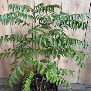 Puede incluir: Una planta de hojas de curry en maceta con hojas verdes exuberantes. La planta est&aacute; creciendo en una maceta de pl&aacute;stico negra con tierra marr&oacute;n oscura.