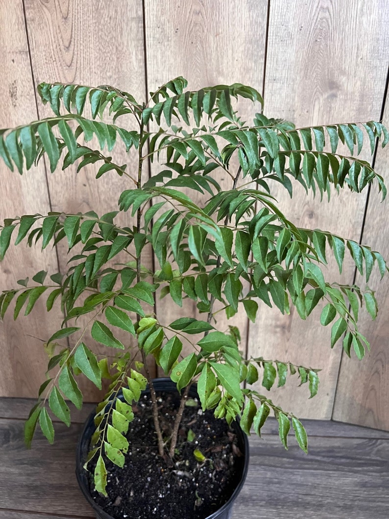 Puede incluir: Una planta de hojas de curry en maceta con hojas verdes exuberantes. La planta est&aacute; creciendo en una maceta de pl&aacute;stico negra con tierra marr&oacute;n oscura.