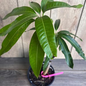 Op de afbeelding: Een kleine groene mango boom in een zwarte pot met bruine aarde. De boom heeft meerdere groene bladeren en een roze plantband.