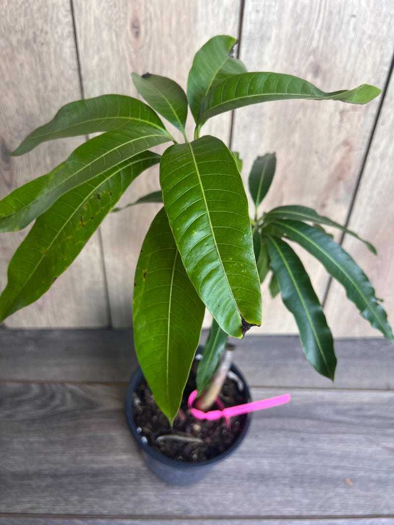 Op de afbeelding: Een kleine groene mango boom in een zwarte pot met bruine aarde. De boom heeft meerdere groene bladeren en een roze plantband.