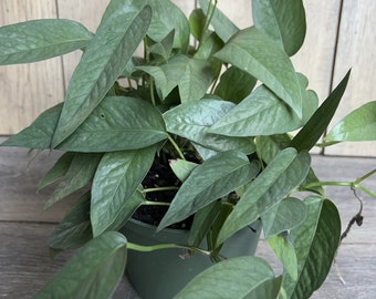 Cebu Blue Pothos in 6" Pot