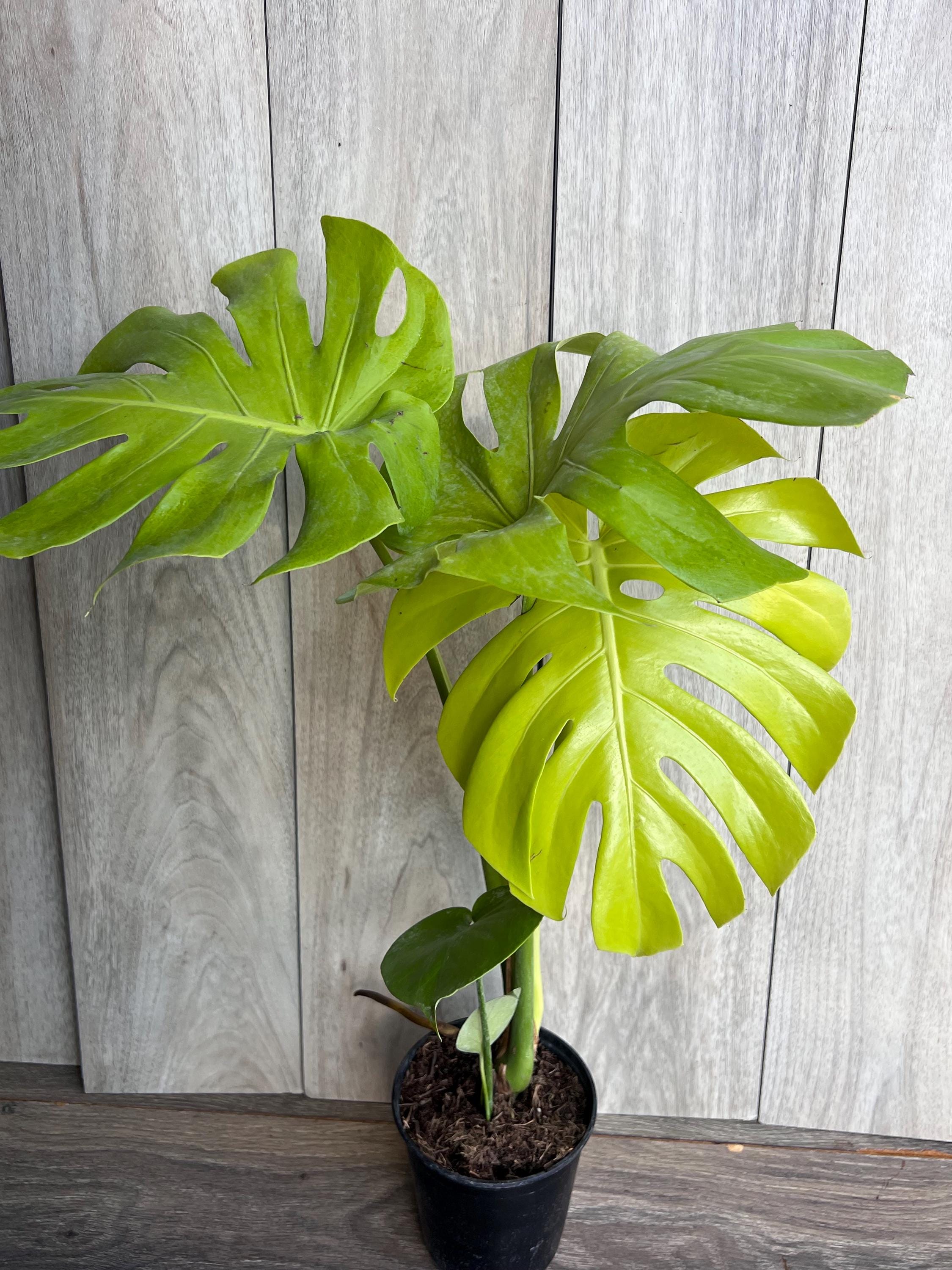 Monstera Deliciosa Lemon Lime in 6