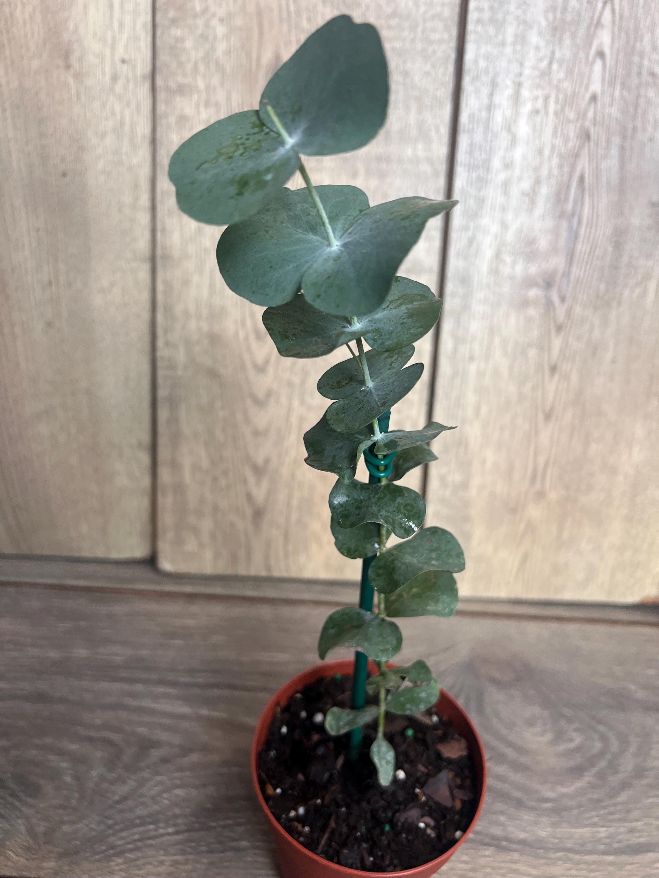 Live Eucalyptus Plant - Etsy