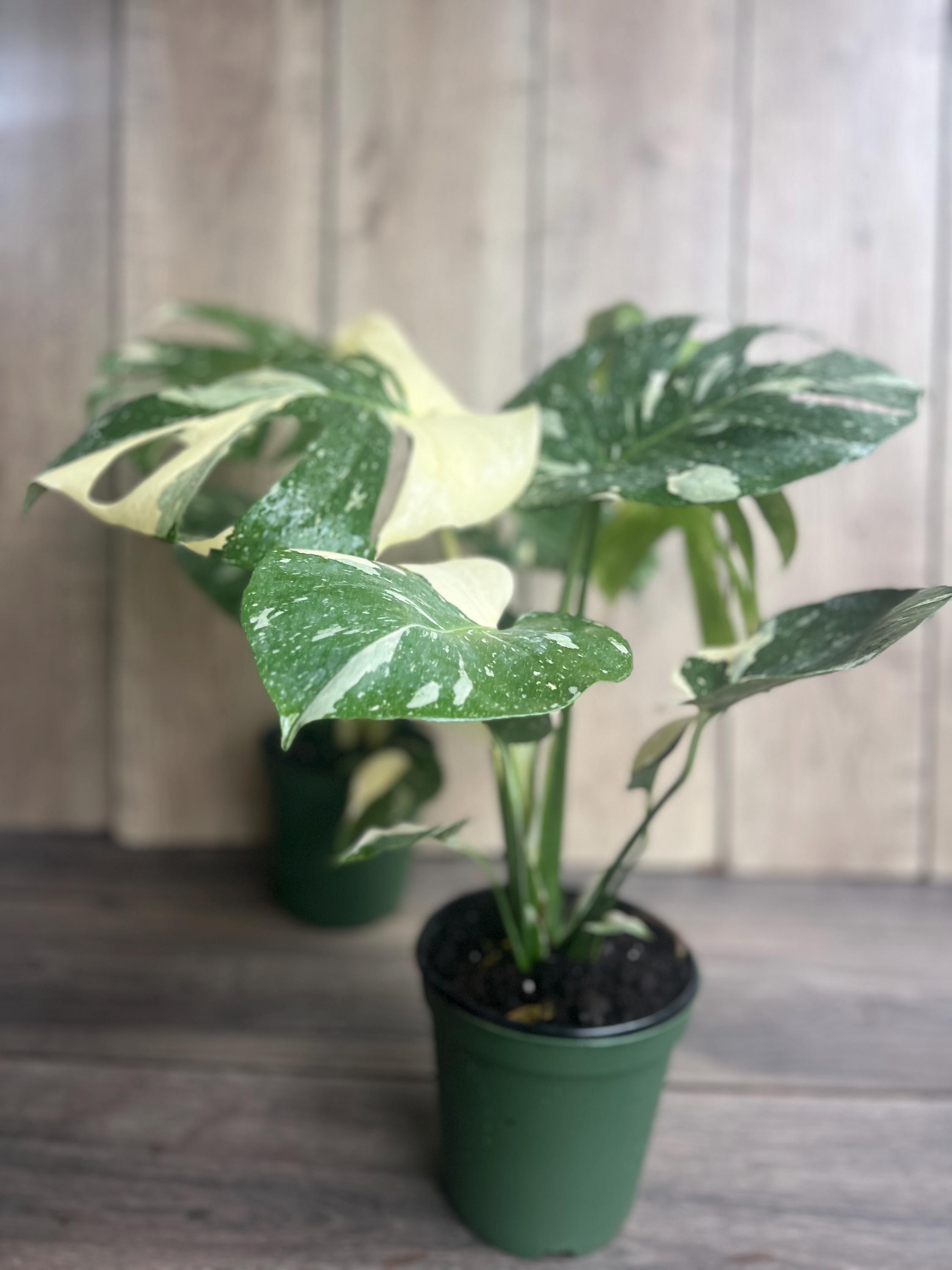 Buy Large, Monstera Thai Constellation' in 6" POT, Thai Con. Online in  India - Etsy