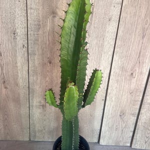 May include: A tall, green Euphorbia cactus with a central column and three smaller side branches, all featuring prominent ridges and sharp, dark brown thorns along the edges, planted in a simple black plastic nursery pot with dark soil.