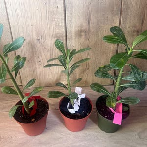 May include: Three small potted plants with green leaves and stems. The pots are in shades of brown and green. Each plant has a tag attached. The background is a wooden wall.