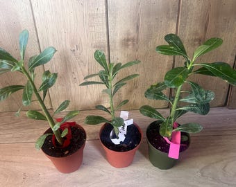 Desert Rose, White, Red and Pink in 4" Pot, Adenium