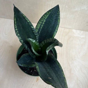 Sansevieria Whitney, Sansevieria Silver Flame, in 6 Inches pot, Mother in law image 3