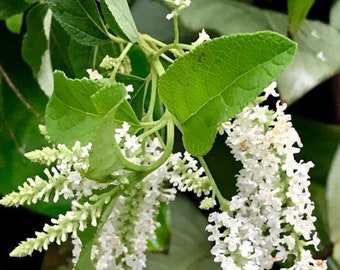 Aloysia virgata , Sweet Almond Bush in 4" pot