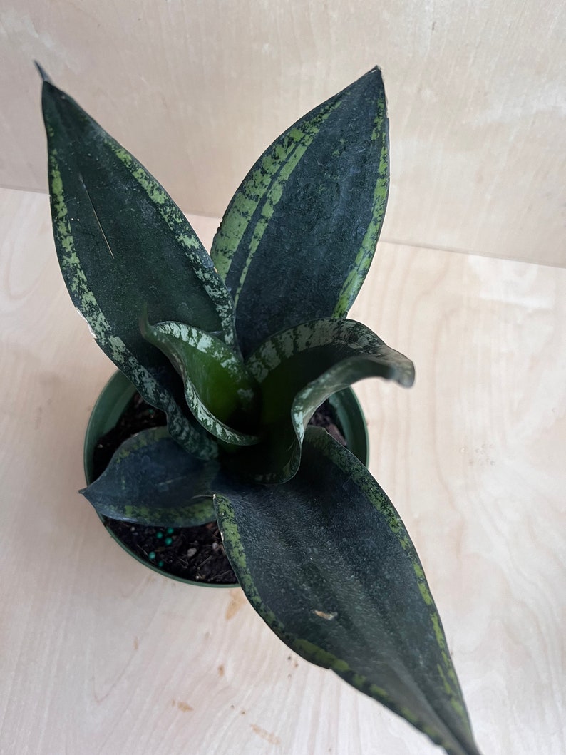 Sansevieria Whitney, Sansevieria Silver Flame, in 6 Inches pot, Mother in law image 6